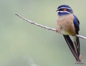 Whiskered Treeswift