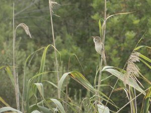 Great Reed Warbler