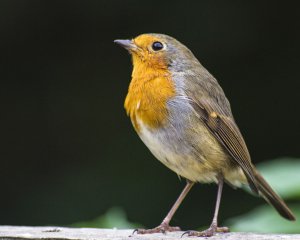 Robin