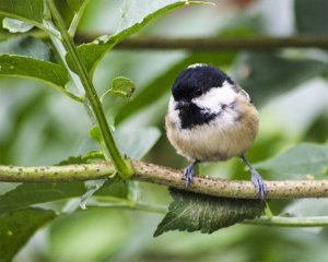 Tit Not sure which though ?