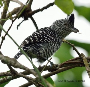 Barred Antshrike (Male) - Thamnophilus doliatus