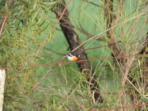 Scarlet Robin