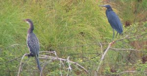 Long-tailed Cormorant and Black Heron