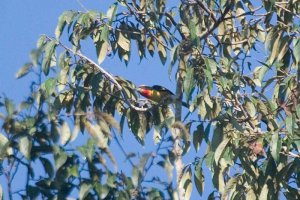 Gilded Barbet