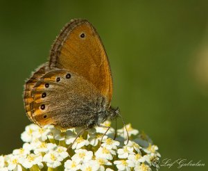 Russian Heath - Coenonympha leander