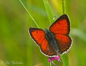 Balkan Copper - Lycaena candens