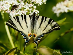 Scarce Swallowtail - Iphiclides podalirius