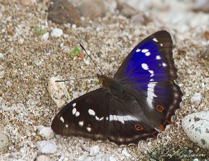 Purple Emperor - Apatura iris