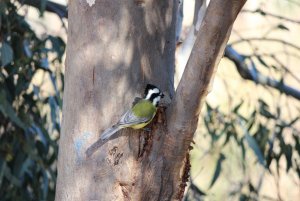 Eastern Shrike-tit