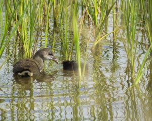 Mother and chick