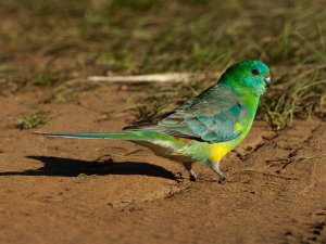 Red-rumped Parrot (male)