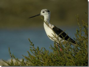 Black-Winged Stilt