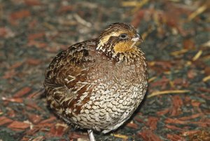 Northern Bobwhite (female)