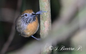 Rufous-breasted Wren