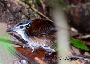 White-breasted Wood Wren