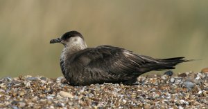 Arctic Skua