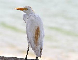 Cattle Egret