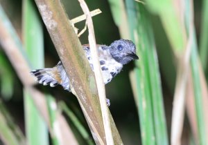 Spotted Antbird