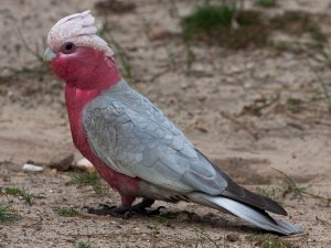 Galah