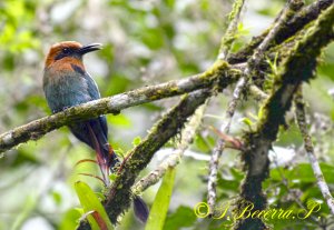 Broad-billed Motmot