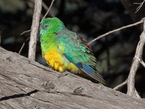 Red-rumped Parrot