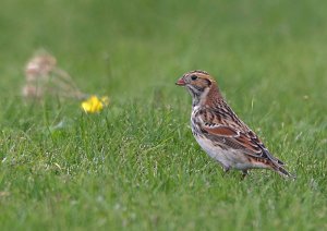 Lapland Bunting