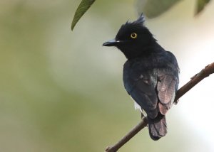 Black-and-white Shrike-flycatcher (male)