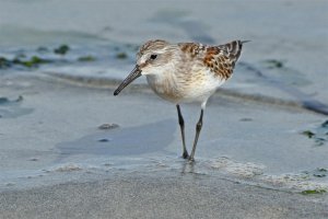 Western Sandpiper