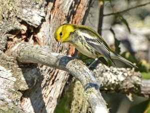 Black-throated Green Warbler