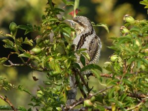 Digiscoped Wryneck