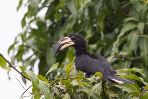 West African Pied Hornbill