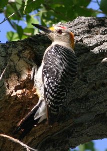 Golden-fronted Woodpecker