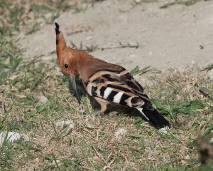 Eurasian Hoopoe