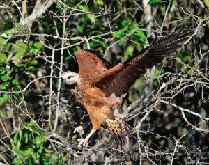 Black-collared Hawk