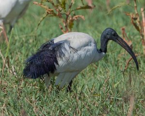 Sacred Ibis