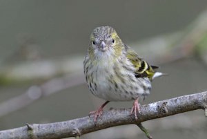 Siskin