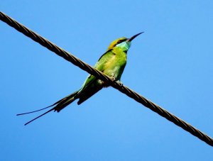 Green Bee-Eater