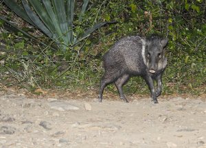 Collared Peccary