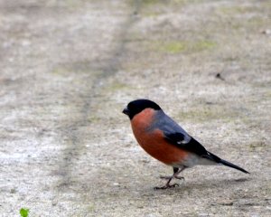 Our first Bullfinch