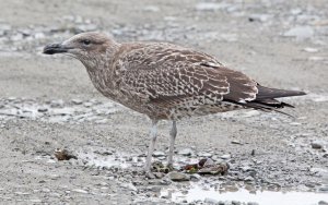 Juvenile Black-backed Gull