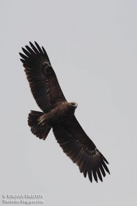 Great spotted Eagle