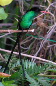 Red-billed Streamertail