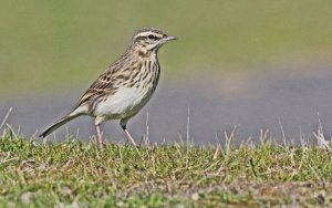 New Zealand Pipit