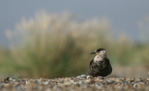 Arctic Skua