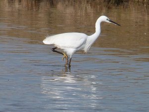 LITTLE EGRET