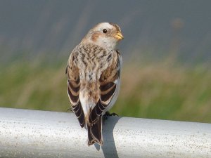 Snow Bunting