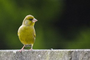 Green finch