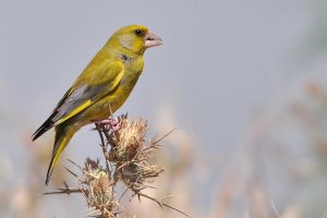 European Greenfinch