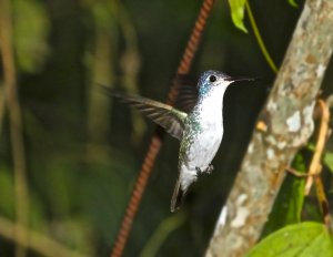 Andean Emerald (male)