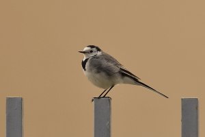 White Wagtail (Motacilla alba)